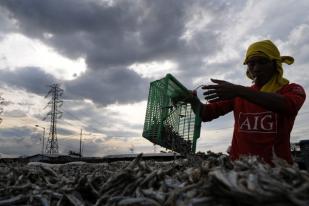 Akibat Cuaca Buruk Tangkapan Ikan Menurun 50 Persen