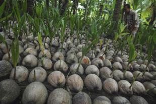 Bibit Kelapa Kopyor di Pati