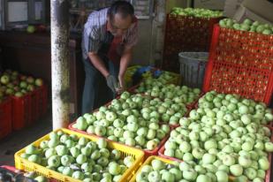 Dampak Pembatasan Impor Apel