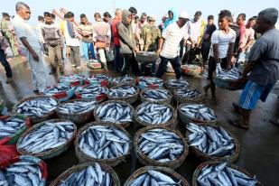 Harga Ikan di Aceh Naik 200 Persen