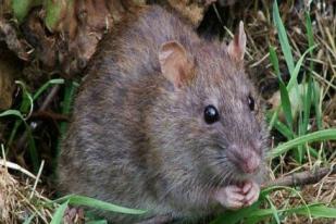 Tikus Raksasa Makan Bayi Berusia Satu Tahun