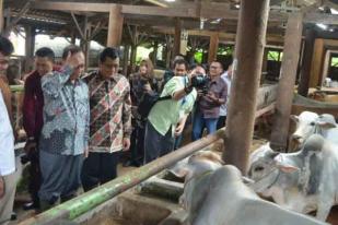 Indonesia Bisa Swasembada Daging Sapi dalam 10 Tahun Mendatang