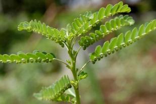 Mahasiswa UGM Kembangkan Obat Herbal Sembuhkan Inflamasi