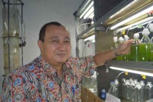 UGM Kembangkan Mikroalga Strain Lokal Sebagai Bioenergi