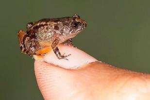 Ilmuwan Temukan Spesies Katak Kecil Baru di India