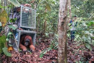 3 Orangutan Dilepasliarkan di Taman Nasional Gunung Palung