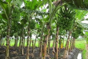 Mahasiswa UII Manfaatkan Batang Pisang Jadi Biohidrogen