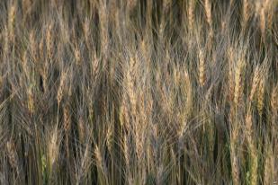 Biji-bijian Biofortifikasi Dapat Bantu Tanggulangi Malnutrisi