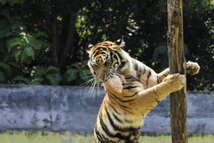 Tepuk Tangan 30 Kali untuk Selamatkan Harimau