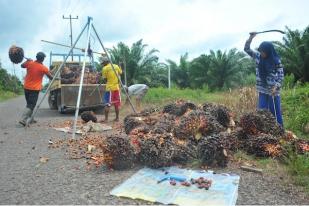 WALHI: Isu Sawit Bukan Alat Negosiasi Perundingan 