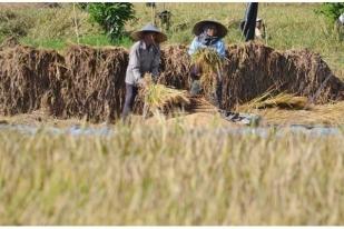 Pemerintah Operasi Pasar Distribusikan 75.000 Ton Beras