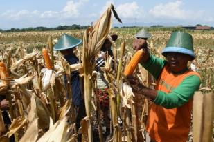 Muna Kembangkan dan Perluas Lahan Tanam Jagung