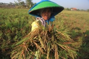 Bali Tidak Perlu Impor Beras