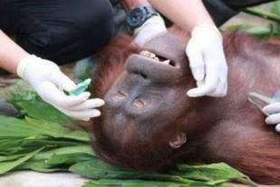 Mayat Orangutan Diduga Korban Penembakan Diotopsi