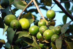 Kota Bogor Canangkan Zona Tematik Kampung Buah