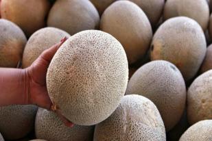 Gerak Cepat Barantan Sikapi Buah Rock Melon Australia 