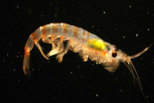 Krill, Udang Kecil Jadi Senjata Ampuh Atasi Sampah Plastik