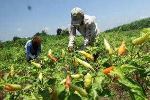 Petani Cabai Banyuwangi Raup Laba Ratusan Juta