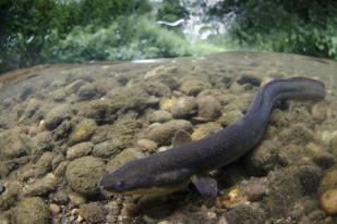 UGM Lepasliarkan Ribuan Ikan Sidat