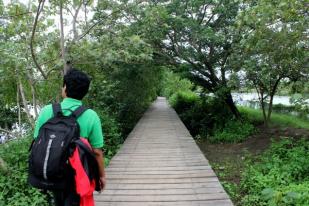 LIPI dan Surabaya Bangun Kebun Raya Mangrove Pertama di Asia