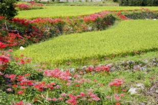 Jepang Gunakan Drone untuk Tebarkan Benih Padi di Sawah