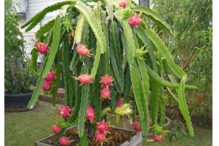 Petani Buah Naga Organik Banyuwangi Tuai Berkah Ramadan