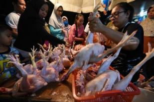 Antibiotik Hingga Dolar Penyebab Kenaikan Harga Daging Ayam