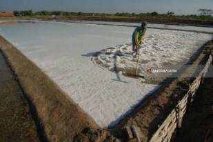 Lahan Tambak Garam Sampang Terus Menyusut