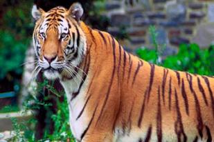 Leonardo DiCaprio Dukung Upaya Selamatkan Harimau di Nepal