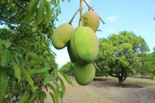 Peneliti Australia: Kulit Mangga Bisa Mengurai Limbah Minyak