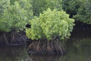 LIPI: Hadang Tsunami dengan Mangrove