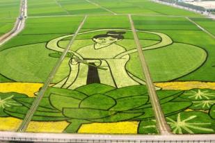 Panen di Sawah Bermosaik di Jepang