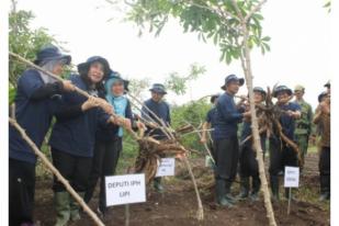 LIPI Kembangkan Singkong Unggul untuk Wujudkan Kedaulatan Pangan 