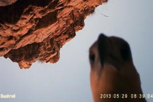 Elang Cengkeram Kamera, Rekam Lanskap Alam di Australia