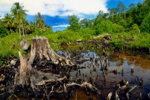 Presiden Jokowi Perpanjang Moratorium Hutan