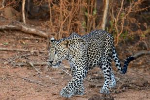 Taman Safari Sri Lanka Larang Pengunjung Gunakan Ponsel