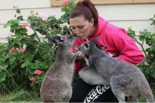 Australia Selamatkan Anak Kanguru yang Kehilangan Induknya