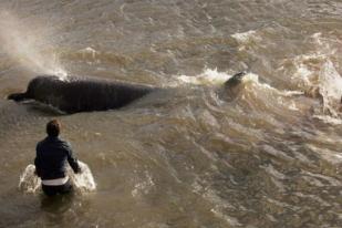 Kehidupan Mamalia Besar Laut di Sungai Thames London