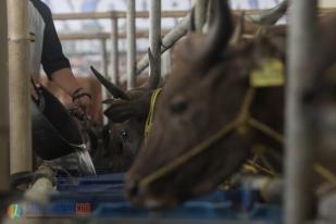 Kemendag Pastikan Kebutuhan Daging dan Sapi Kurban Terpenuhi