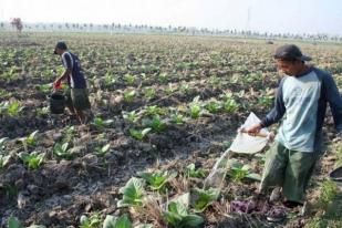 BPS: Daya Beli Petani September 2016 Naik 0,45 Persen