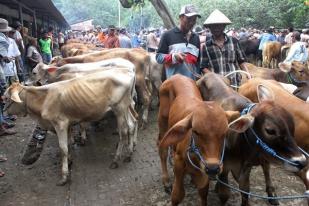 Pemerintah Lanjutkan Impor Sapi dengan Lebih Hati-hati