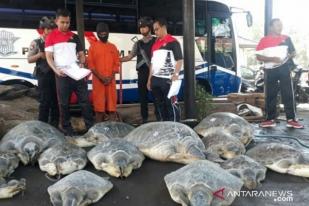 Polisi Gagalkan Penyelundupan Penyu