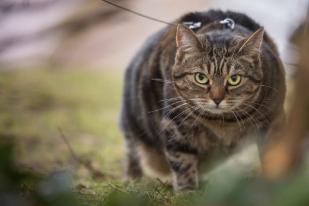 Hentikan Kebiasaan Beri Nasi kepada Kucing