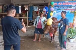 Pedagang Jakut Sediakan Salon untuk Hias Sapi Kurban