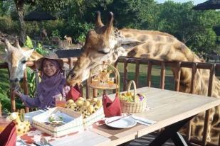 Baobab Safari Resort Sediakan Sarapan Bersama Jerapah