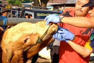 Trenggalek Larang Beli Ternak dari Daerah Endemis Antraks