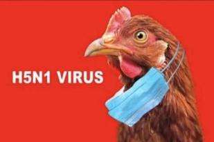 Korsel Konfirmasi Kasus Flu Burung pada Kucing