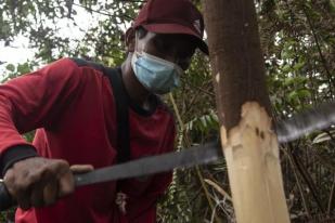 RI, Malaysia, Uni Eropa Buat Aturan Deforestasi