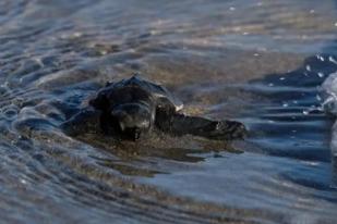 Puluhan Tukik Terdampar di Pantai Cengkrong Trenggalek