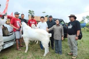 Lumajang Gelar Kontes Kambing Senduro Piala Presiden 2023